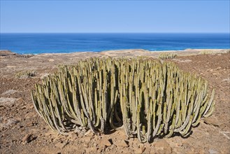 Canary Island spurge (Euphorbia canariensis )