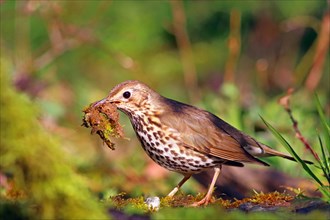 Song thrush (Turdus philomelos) with nesting material