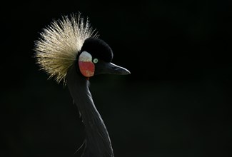 Gray crowned-crane (Balearica regulorum)