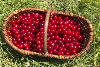 Freshly picked sour cherries in a basket