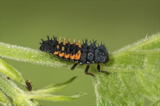Asian Asian lady beetle (Harmonia axyridis) larva on a leaf stem