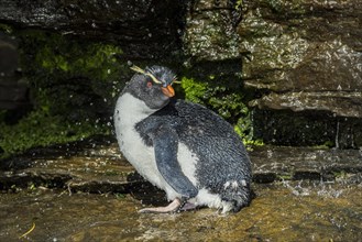 Rockhopper Penguin (Eudyptes chrysocome) cleans its plumage at a fresh water site
