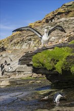 Rockhopper Penguin (Eudyptes chrysocome) and Black-browed Albatross (Thalassarche melanophris) at a fresh water site