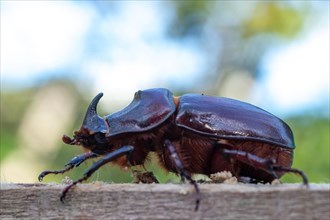 European rhinoceros beetle (Oryctes nasicornis) Family Scarab (Scarabaeidae)