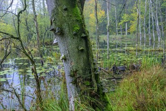 Schweingartensee in the UNESCO World Natural Heritage Site beech forest Serrahn in autumn