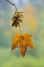 Mapleleaf (Acer) with winged seed