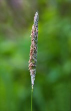 Meadow foxtail (Alopecurus pratensis)