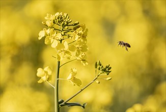 Bee flies to rape flower in rape field