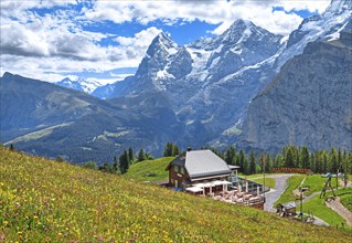 Blossoming mountain meadow and mountain inn Almendhubel in front of the Eiger and Moench