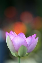 Pink lotus flower (Nelumbo nucifera)