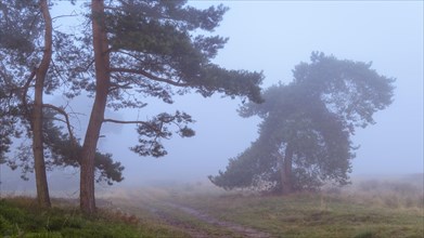 Pines (Pinaceae) in the blue hour in the fog in the heath