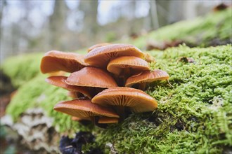 Golden needle mushroom (Flammulina velutipes) grow on mossy deadwood