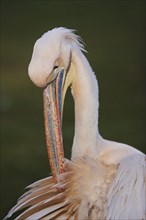 Portrait of a Great white pelican (Pelecanus onocrotalus)
