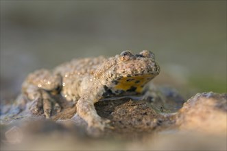 Yellow-bellied toad (Bombina variegata) sitting on the edge of a pond