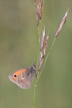 Small heath (Coenonympha pamphilus) sitting on a blade of grass
