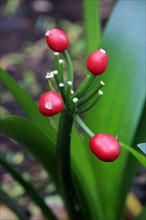 Natal lily (Clivia miniata)