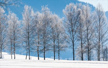 Snow-covered trees in winter landscape