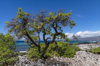 Lava and corals with gnarled trees