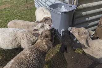 Lambs drinking at the drinking bucket