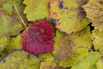 Red colored leaf of one (Populus tremula) in autumn