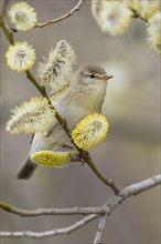 Common chiffchaff (Phylloscopus collybita ) in a pasture in spring