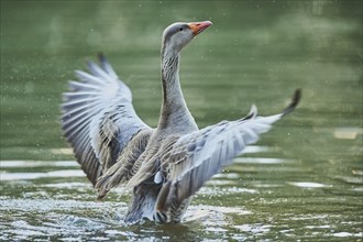 Greylag goose (Anser anser) in a lake