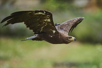 Steppe eagle (Aquila nipalensis ) in flight