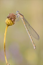 Damselfly (Zygoptera) sitting on a withered plant in warm light