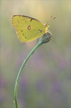 Berger's clouded yellow or (Colias alfacariensis) sitting on a plant in warm light
