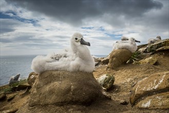Black-browed Albatross (Thalassarche melanophris) chick on its nest