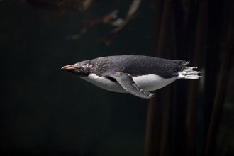 Northern Rockhopper Penguin (Eudyptes chrysocome)