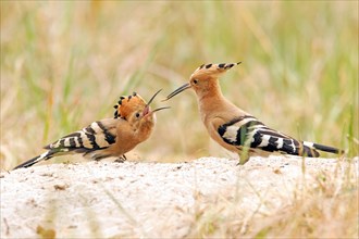 Hoopoe (Upupa epops) hands over his bridal gift while the courtship display