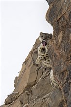 Snow leopard (Panthera uncia) sitting and yawning on a frozen cliff