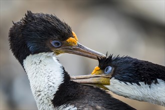 Blue-eyed cormorants (Leucocarbo atriceps or Phalacrocorax atriceps) also Antarctic cormorant