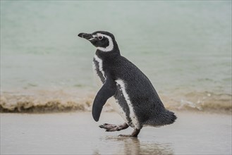 Magellanic penguin (Spheniscus magellanicus) at the beach