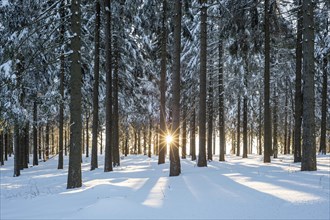 Snowy Norway spruce (Picea abies) forest at sunset