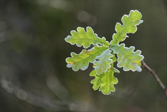 Leaf of a (Quercus) in autumn