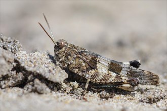 Blue-winged grasshopper (Oedipoda caerulescens ) on sandy soil