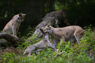 Eurasian lynx or (Lynx lynx) with captured roe deer
