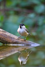 Marsh tit (Parus palustris) is reflected in the water