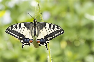 Swallowtail (Papilio machaon) to bud of poppy flowers (Papaver rhoeas)