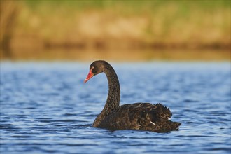 Black swan (Cygnus atratus) swimming on a lake