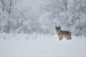 A wolf (Canis lupus) on a meadow in a winter setting