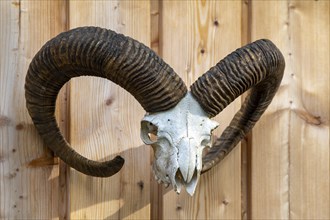 Skull of a mouflon (Ovis gmelini musimon) on a wooden wall