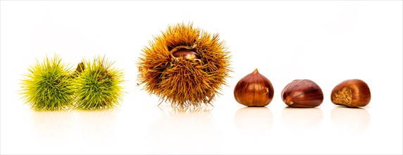 Ripe chestnuts