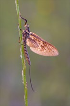 Mayfly (Ephemeroptera) sitting on an ear of grass in warm light