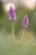 Military orchid (Orchis militaris) blooms in a meadow