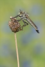 Robber fly (Asilidae) is sitting on a culm