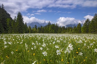 Meadow with white mountain daffodils (Narcissus radiiflorus)