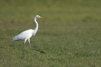 Great egret (Ardea alba) walks across a meadow